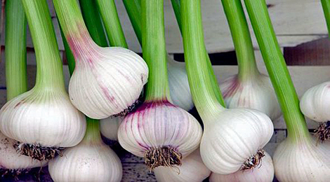 Green garlic