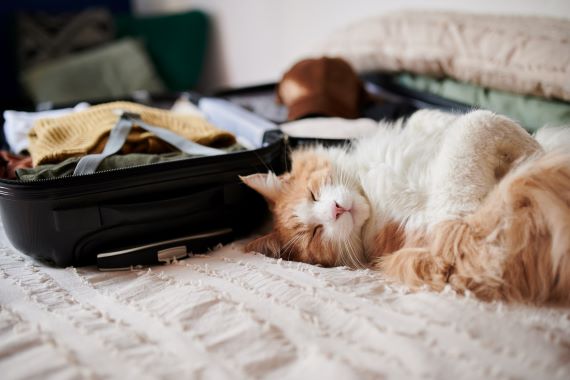 photo of a cat sleeping next to an open suitcase