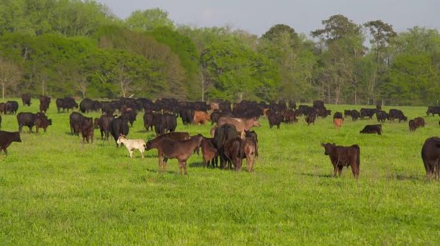 Cattle at White Oak Pastures