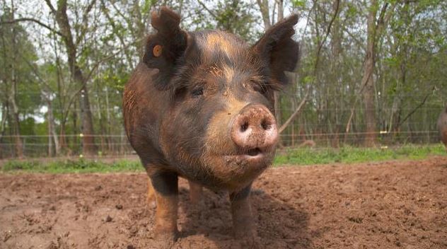 A pastured hog on a farm.