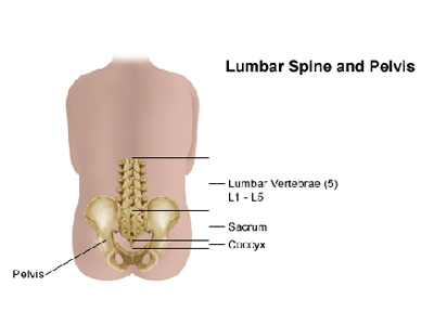 Lower Back Pain That Radiates to Front Pelvic Area